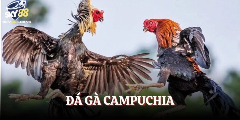 Đá Gà Campuchia – Khám Phá Thế Giới Chiến Kê Máu Lửa