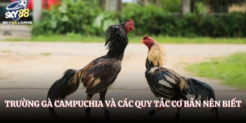 Trường gà Campuchia và các quy tắc cơ bản nên biết