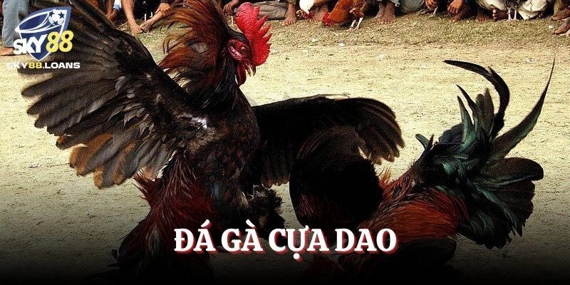 Đá Gà Cựa Dao 2025 – Nơi Quy Tụ Các Thần Kê Bất Bại