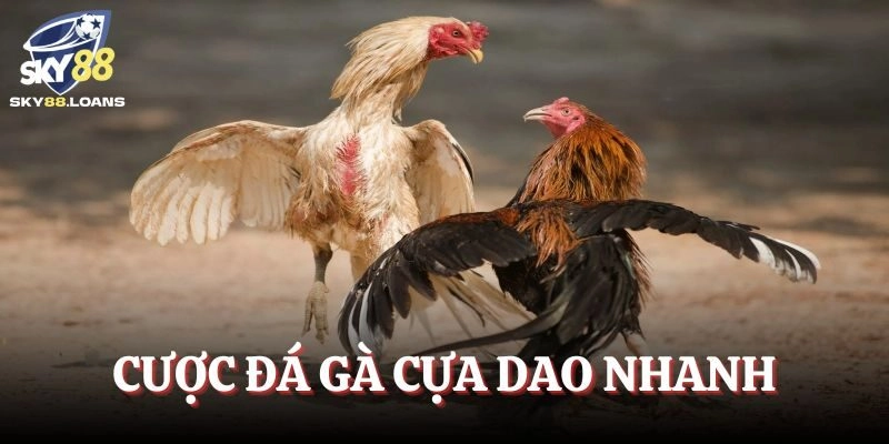 Cược cho các trận chiến cựa dao dễ dàng nhanh chóng