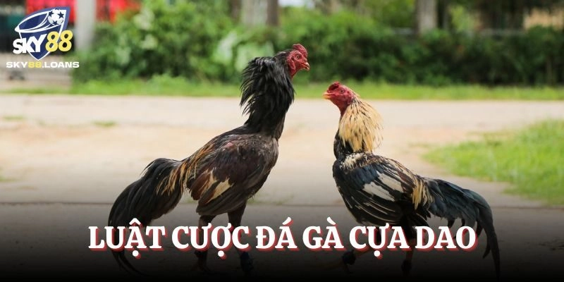 Người chơi mới cần nắm chắc luật đá gà cựa dao