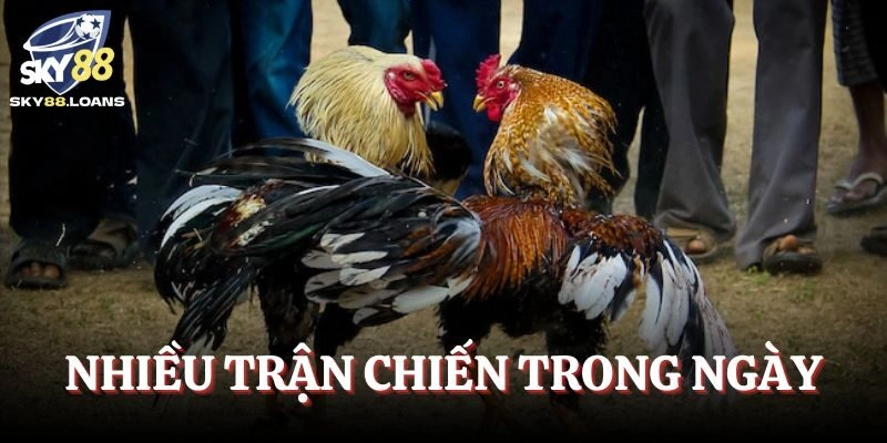 Mỗi ngày có hàng chục cuộc đấu được diễn ra