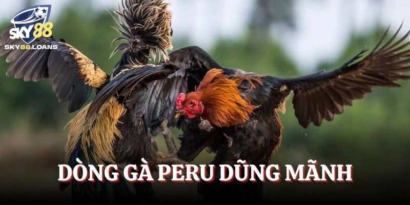 Gà Peru với thân hình lực lưỡng gây áp lực lên đối thủ