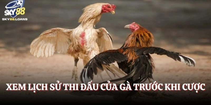 Xem lịch sử thi đấu của gà trước khi cược