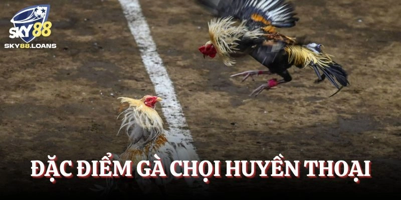 Đặc điểm gà chọi huyền thoại