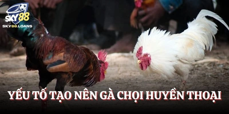 Yếu tố tạo nên huyền thoại gà chọi