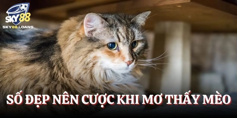 Mộng thấy mèo có nhiều số đẹp