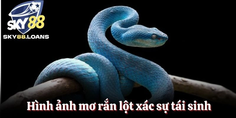 Hình ảnh mơ rắn lột xác mang đến sự tái sinh