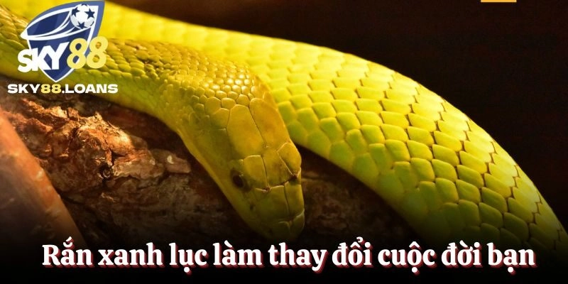 Rắn xanh lục làm thay đổi cuộc đời bạn